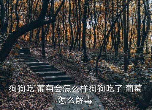 狗狗吃 葡萄會怎么樣狗狗吃了 葡萄怎么解毒