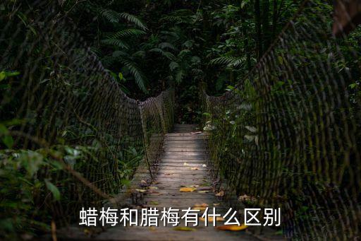 蠟梅與臘梅的區別，蠟梅花和臘梅花的區別