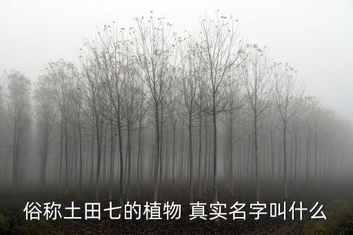 俗稱土田七的植物 真實名字叫什么