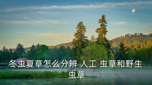 人工蟲草,區分人工冬蟲夏草是否只是菌絲體形成