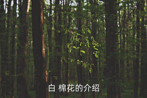 白 棉花的介紹