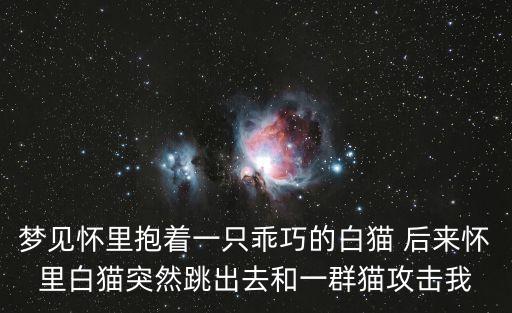 夢見懷里抱著一只乖巧的白貓 后來懷里白貓突然跳出去和一群貓攻擊我