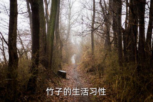竹子的生活習性
