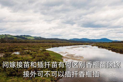 問嫁接苗和插扦苗有何區別香榧苗除嫁接外可不可以插扦香榧插