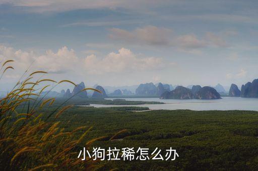 小狗拉稀怎么辦