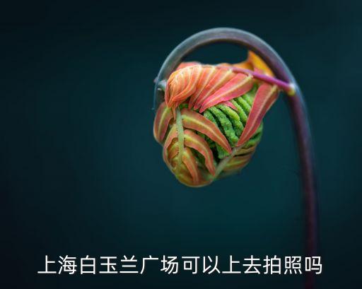 上海市白玉蘭廣場照片，上海白玉蘭廣場可以上去拍照嗎