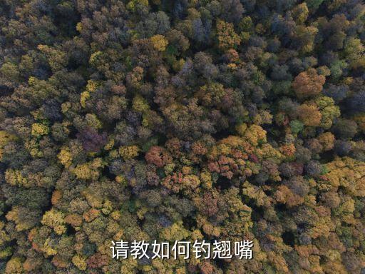 翹嘴怎么釣，請教如何釣翹嘴