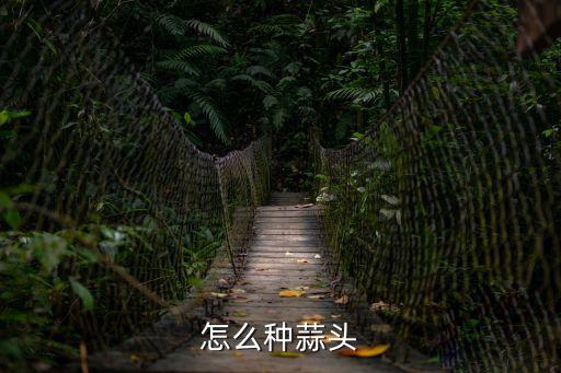 如何種大蒜，大蒜怎樣種