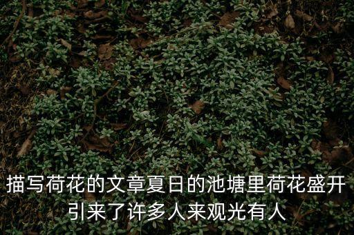 描寫荷花的文章夏日的池塘里荷花盛開引來了許多人來觀光有人