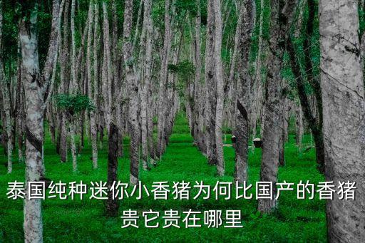 泰國香豬，泰國香豬長什么樣