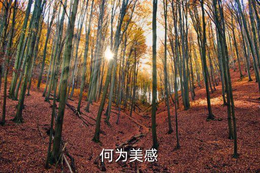 美感，什么是美感什么是美感