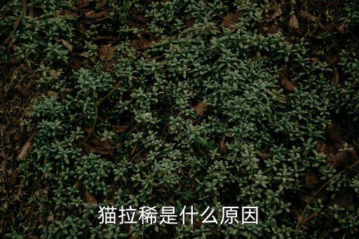 貓拉稀是什么原因