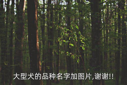 超大型犬,世界最大猛犬之一比藏獒大一級