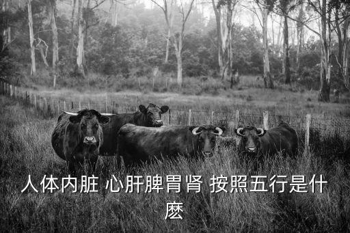 人體內(nèi)臟 心肝脾胃腎 按照五行是什麼