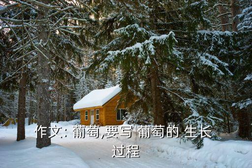葡萄的生長過程,一束束葡萄掛在葡萄架上秋風(fēng)中搖擺不定