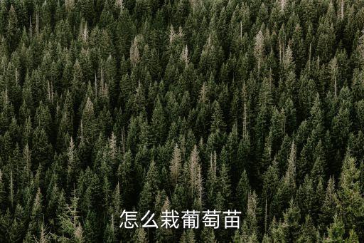 葡萄苗種植方法，葡萄苗怎么種