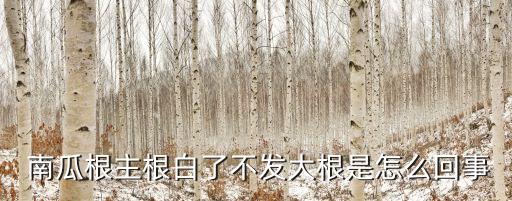  南瓜根主根白了不發大根是怎么回事