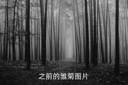 雛菊花圖片，尋找有關于雛菊的唯美圖片