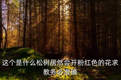 這個是什么松樹居然會開粉紅色的花求教務必準確
