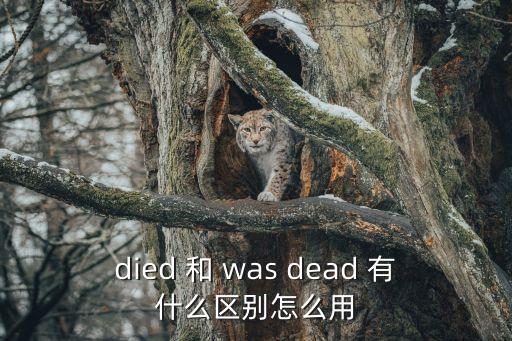 died 和 was dead 有什么區(qū)別怎么用