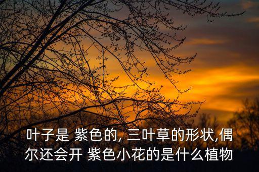 葉子是 紫色的, 三葉草的形狀,偶爾還會開 紫色小花的是什么植物