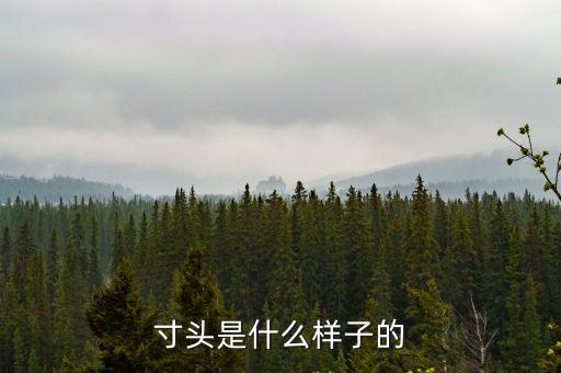 寸頭是什么樣子的