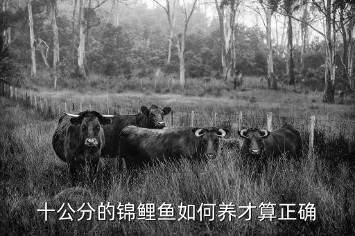 十公分的錦鯉魚如何養才算正確