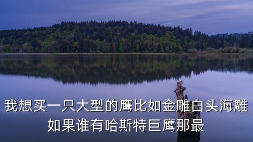 我想買(mǎi)一只大型的鷹比如金雕白頭海雕如果誰(shuí)有哈斯特巨鷹那最