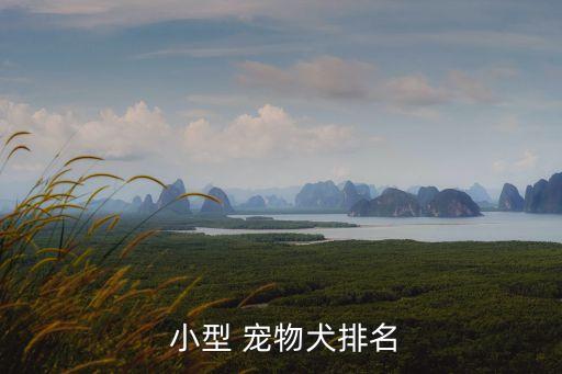 小型寵物犬,小型狗排名出爐!北京貴賓犬等上榜