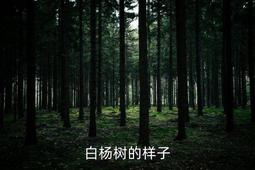 白楊樹的樣子