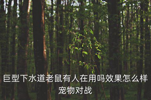 巨型下水道老鼠，巨型下水道老鼠有人在用嗎效果怎么樣寵物對戰(zhàn)