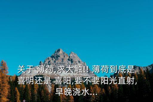 薄荷喜陰還是喜陽,庭院盆栽薄荷很簡單和陽光有很大關系