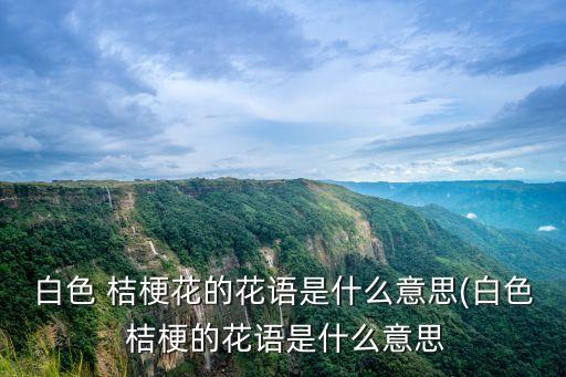 白色 桔梗花的花語是什么意思(白色 桔梗的花語是什么意思