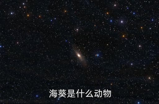  海葵是什么動物