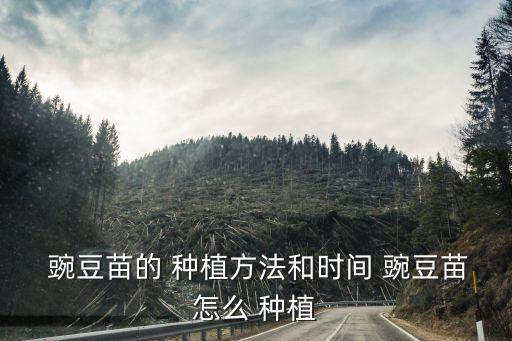 豌豆種植時間和方法,越冬種植冬豌豆注意事項