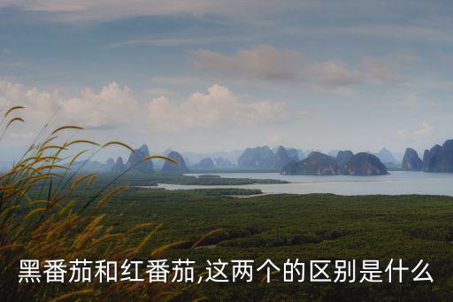 黑番茄和紅番茄,這兩個的區別是什么