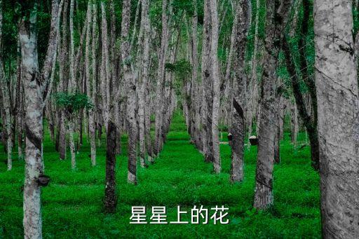 星星上的花