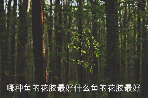 魚膠哪種好,武漢中醫院急救中心現場直擊:正在消毒