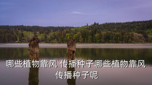 哪些植物靠風 傳播種子哪些植物靠風 傳播種子呢