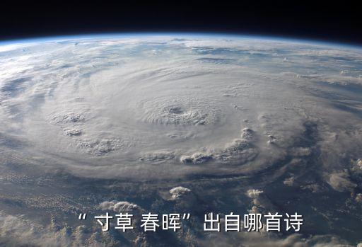 寸草春暉,什么是生肖什么又是草
