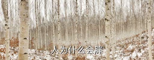 人為什么會胖
