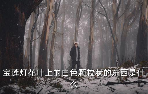寶蓮燈花葉上的白色顆粒狀的東西是什么