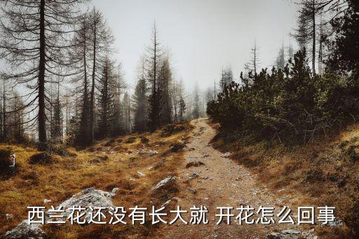  西蘭花還沒有長(zhǎng)大就 開花怎么回事