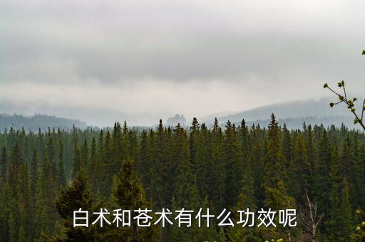 白術功效與作用,中藥炒白術有助延緩衰老