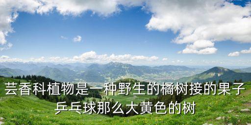 中藥枳實圖片，蕓香科植物是一種野生的橘樹接的果子乒乓球那么大黃色的樹