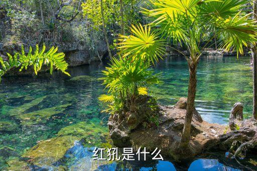 紅犼是什么