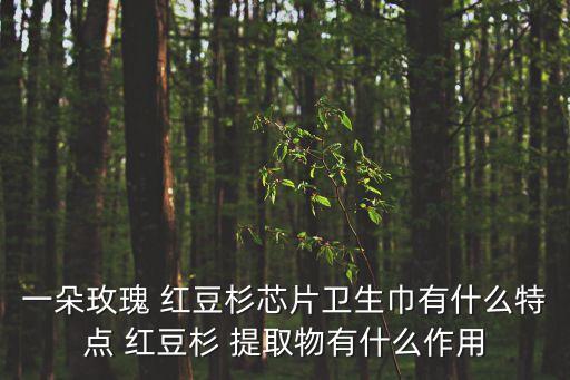 一朵玫瑰 紅豆杉芯片衛生巾有什么特點 紅豆杉 提取物有什么作用