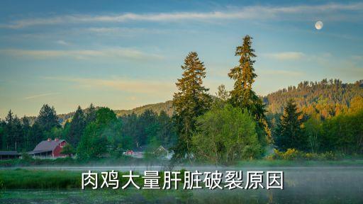 肉雞大量肝臟破裂原因