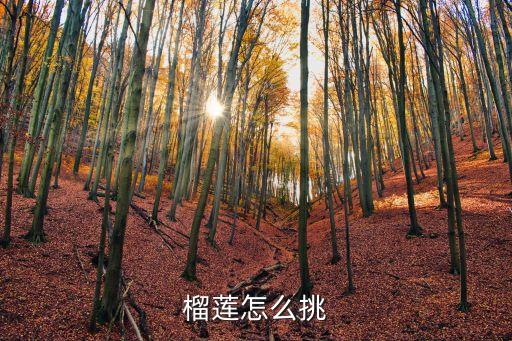 榴蓮挑選，榴蓮怎么挑