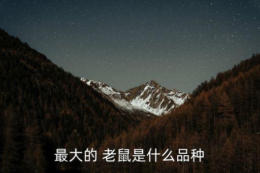 最大的 老鼠是什么品種